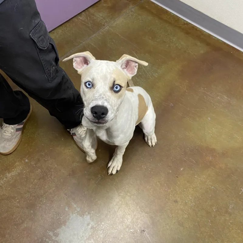 A baby medium-sized male Apricot / Beige Pit Bull Terrier dog named Rudy for adoption in Albuquerque, NM