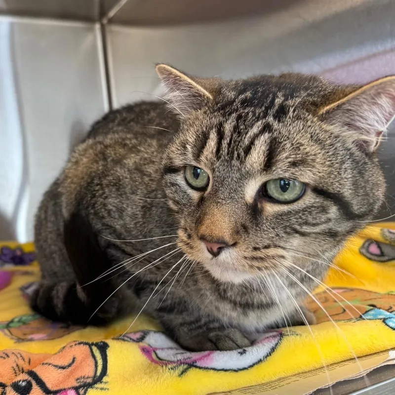 A senior large-sized male Brown / Chocolate Domestic Short Hair cat named Bat Cat for adoption in Waukesha, WI