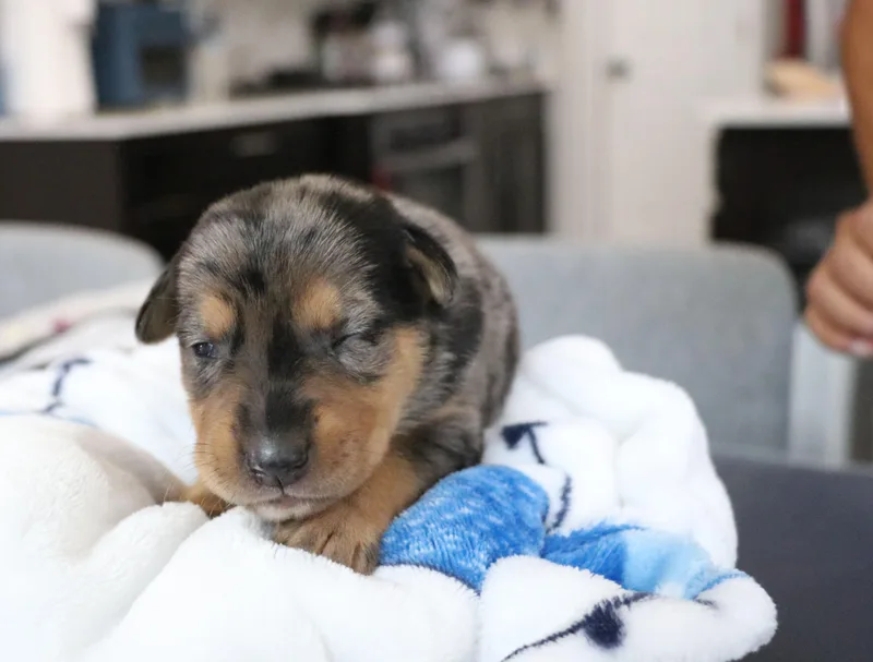 A baby medium-sized male Tricolor (Brown, Black, & White) Mixed Breed dog named Smokey for adoption in Pflugerville, TX