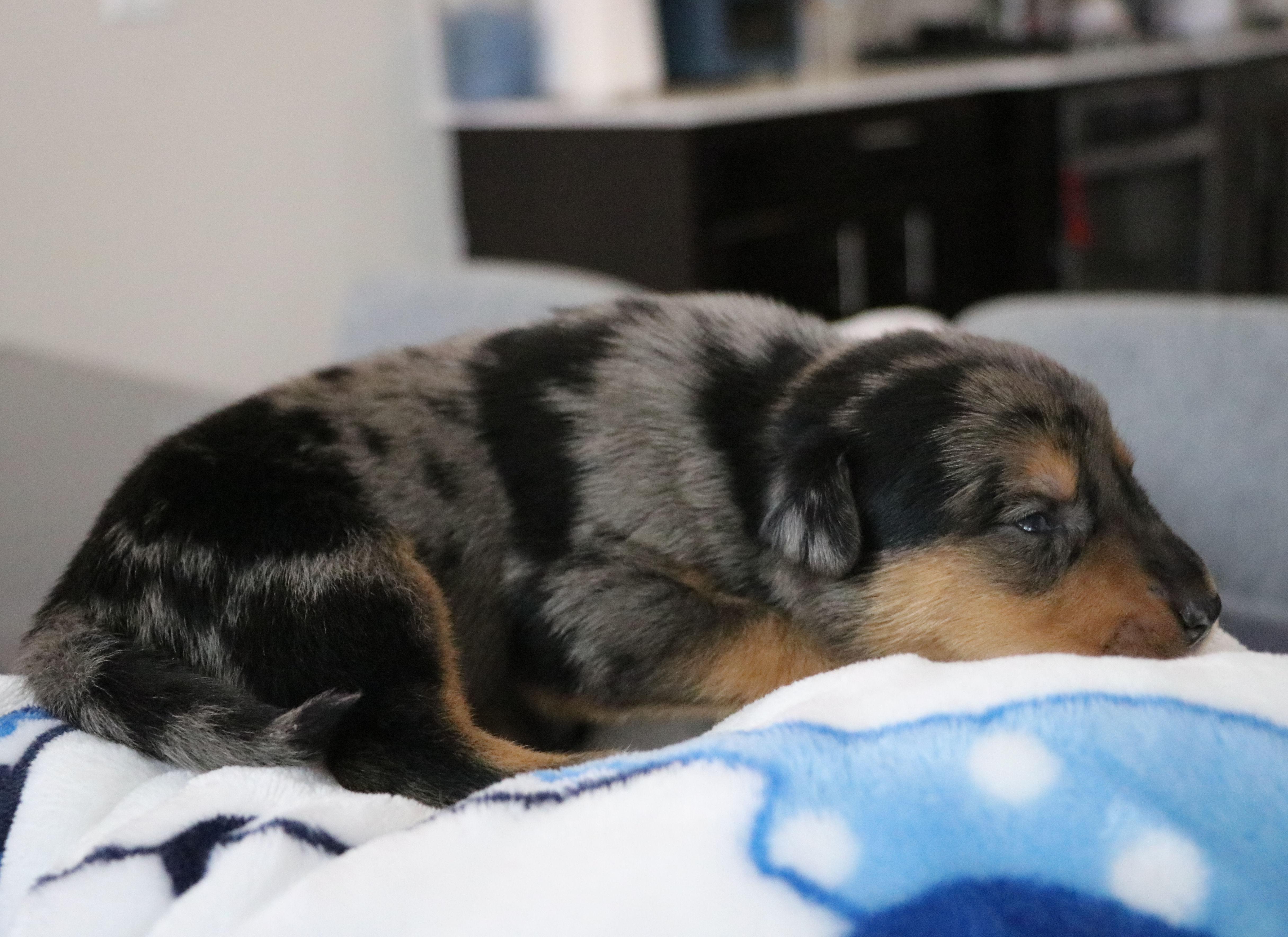 Smokey thumbnail 2