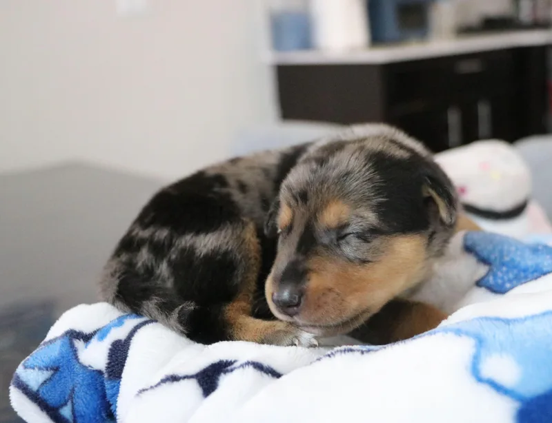 Smokey thumbnail 4
