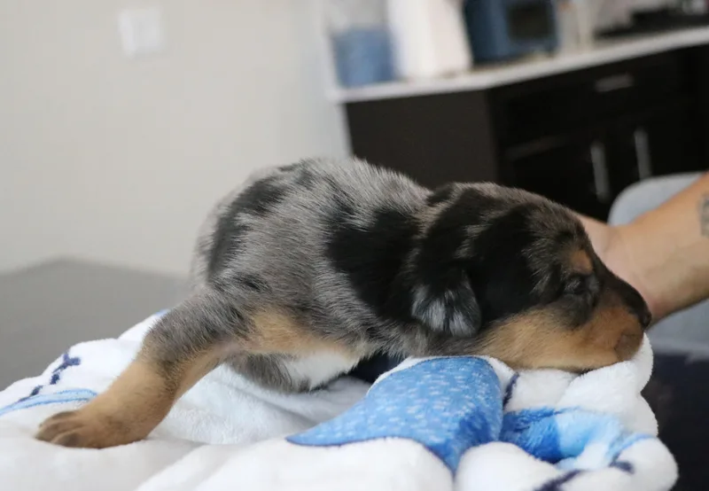 Smokey thumbnail 5