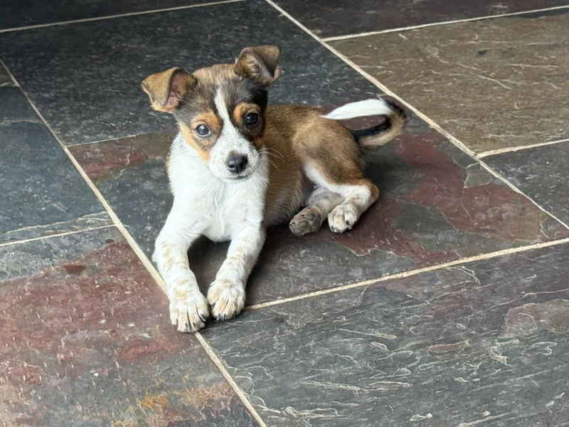 A young medium-sized female Rat Terrier dog named Zoey for adoption in Littleton, CO