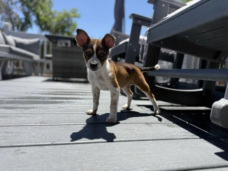Zoey thumbnail 2