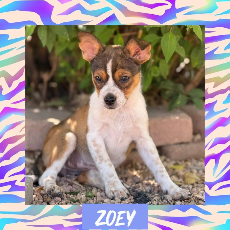 Zoey thumbnail 3