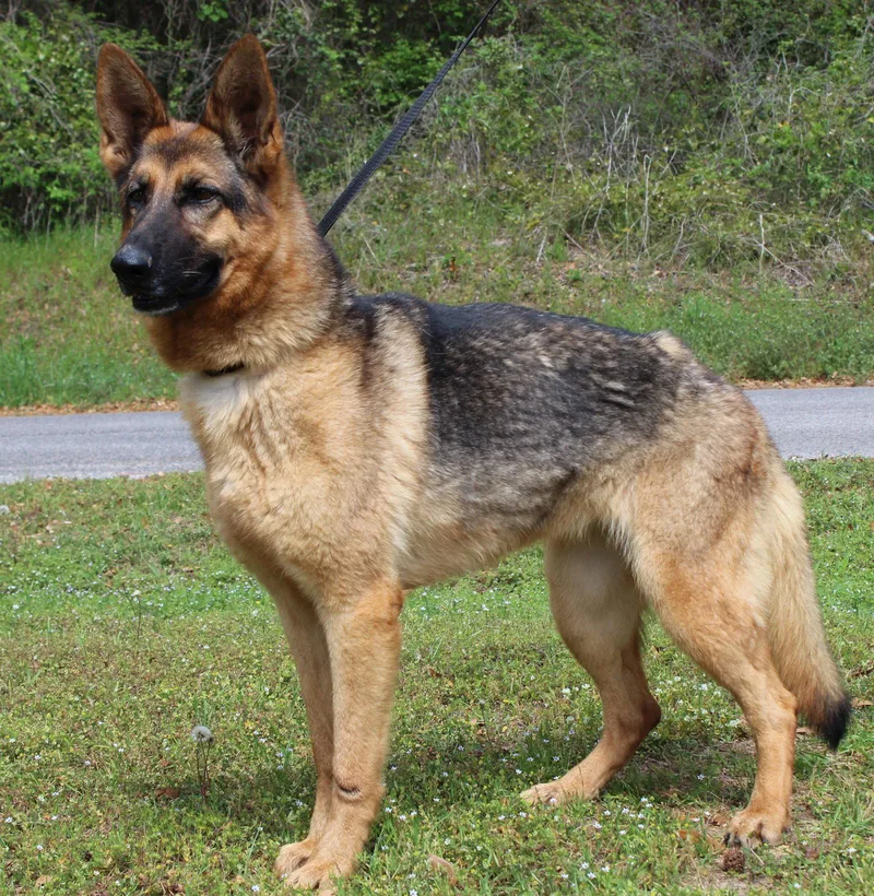 Cheyanne thumbnail 2