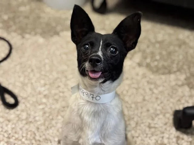 A young small-sized male Chihuahua dog named Bottle Rocket for adoption in Colorado Springs, CO