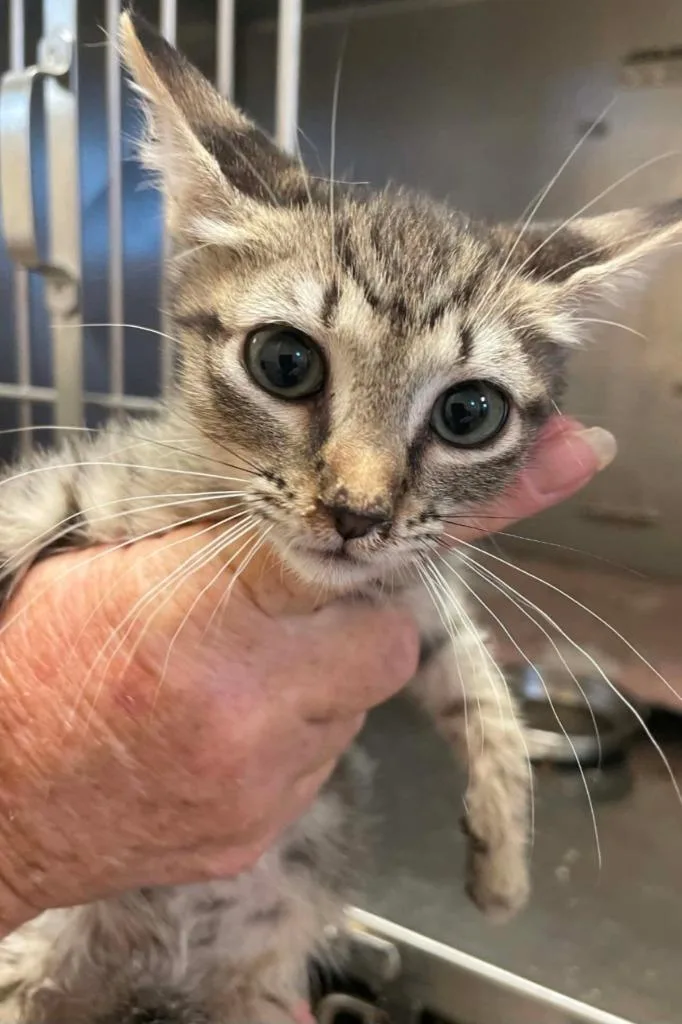 A baby small-sized female Domestic Short Hair cat named Rocket for adoption in Bossier City, LA
