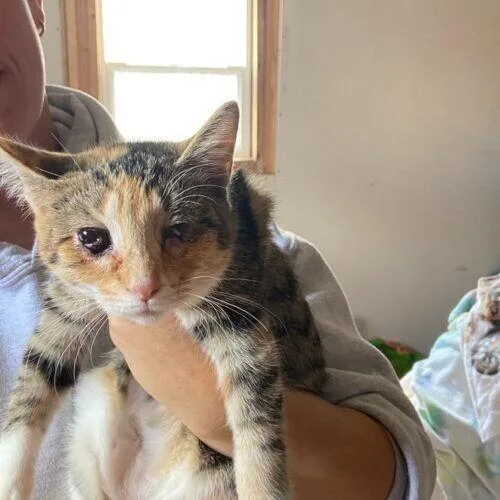 A young medium-sized female Domestic Short Hair cat named Sherry for adoption in Adrian, MI