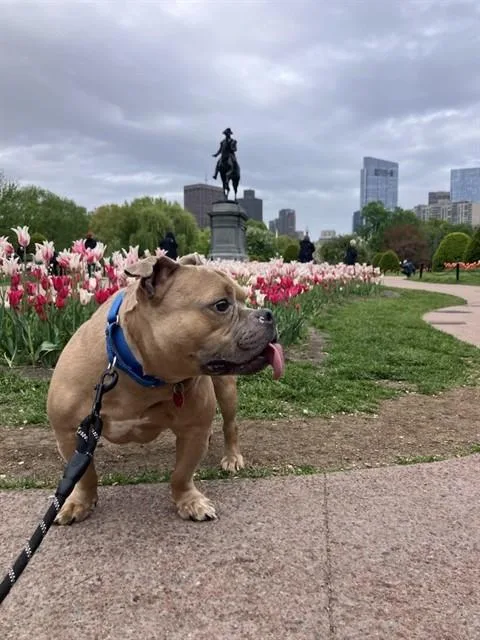 Benji