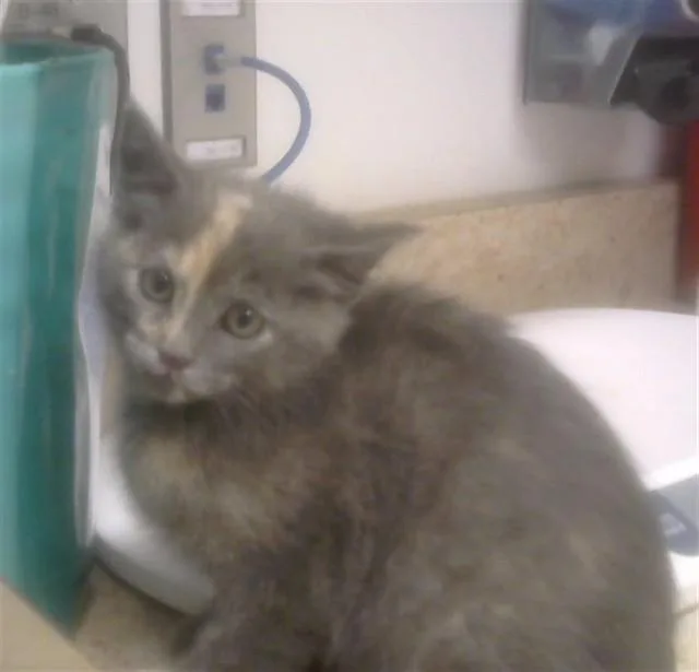 A baby small-sized female Domestic Short Hair cat named Cinder for adoption in Albuquerque, NM