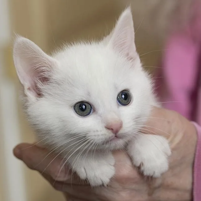 A baby medium-sized male White Domestic Short Hair cat named Snuggles for adoption in Chicago, IL