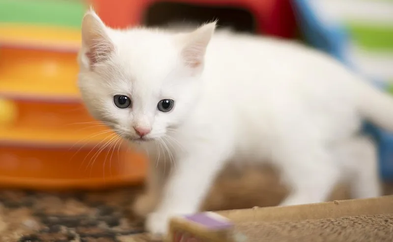 Snuggles thumbnail 2