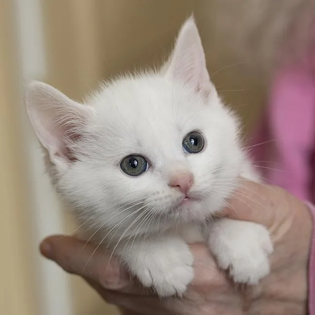 Snuggles thumbnail 3