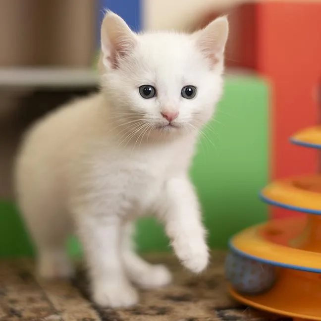 Snuggles thumbnail 5