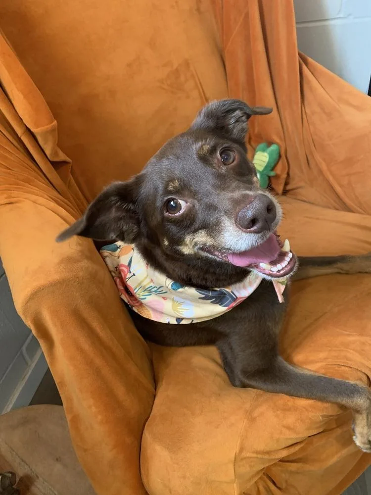 An adult small-sized male Mixed Breed dog named Lincoln for adoption in San Leon, TX