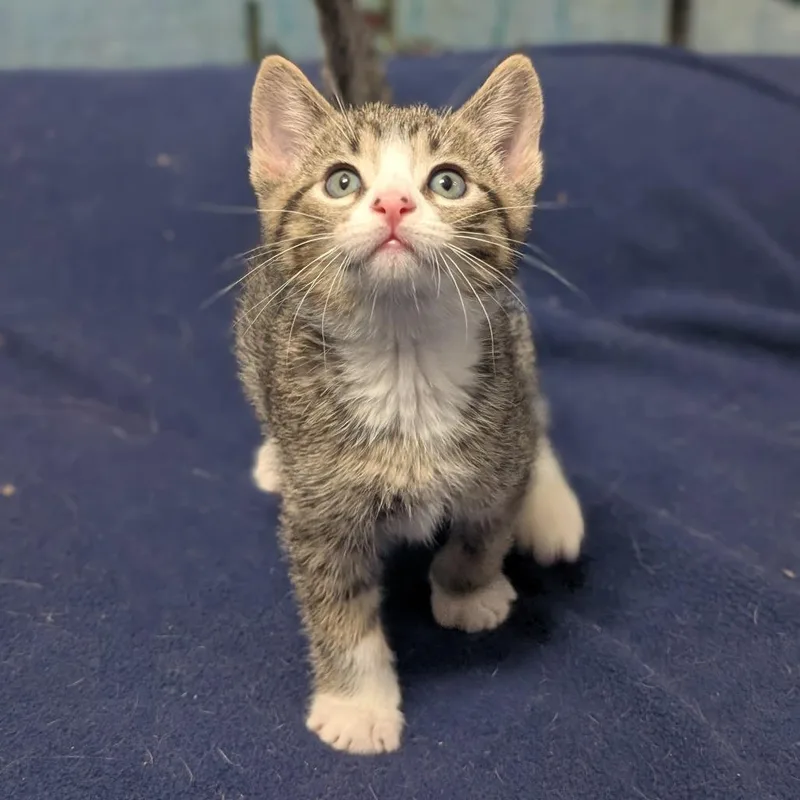 A baby small-sized male Gray / Blue / Silver Domestic Short Hair cat named Money Money for adoption in Long Beach, CA