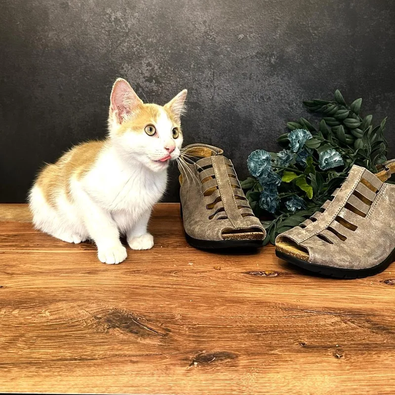 A baby small-sized male White Domestic Short Hair cat named Mary Jane's Wedge for adoption in Chantilly, VA