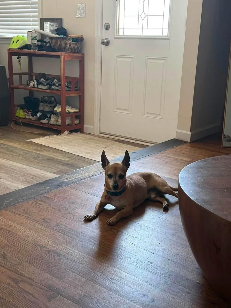 An adult small-sized male Chihuahua dog named Petey for adoption in Media, PA