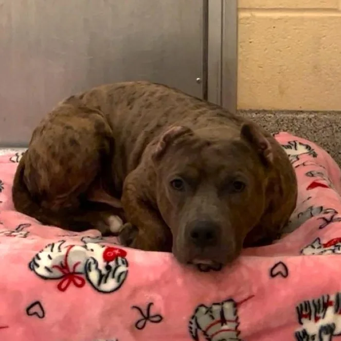 A young medium-sized male Pit Bull Terrier dog named Seal for adoption in Baldwin, MD