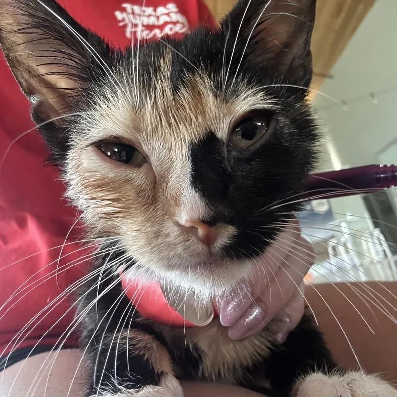 A baby small-sized female Black Domestic Short Hair cat named Bristle for adoption in Leander, TX