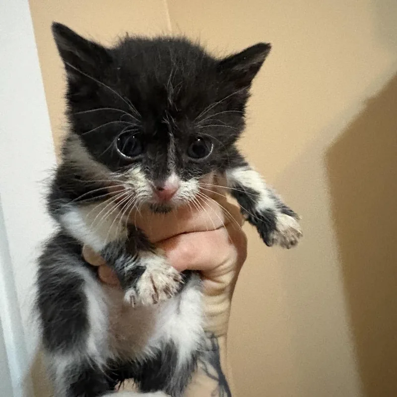 A baby small-sized female Black Domestic Short Hair cat named Zara for adoption in Mount Juliet, TN