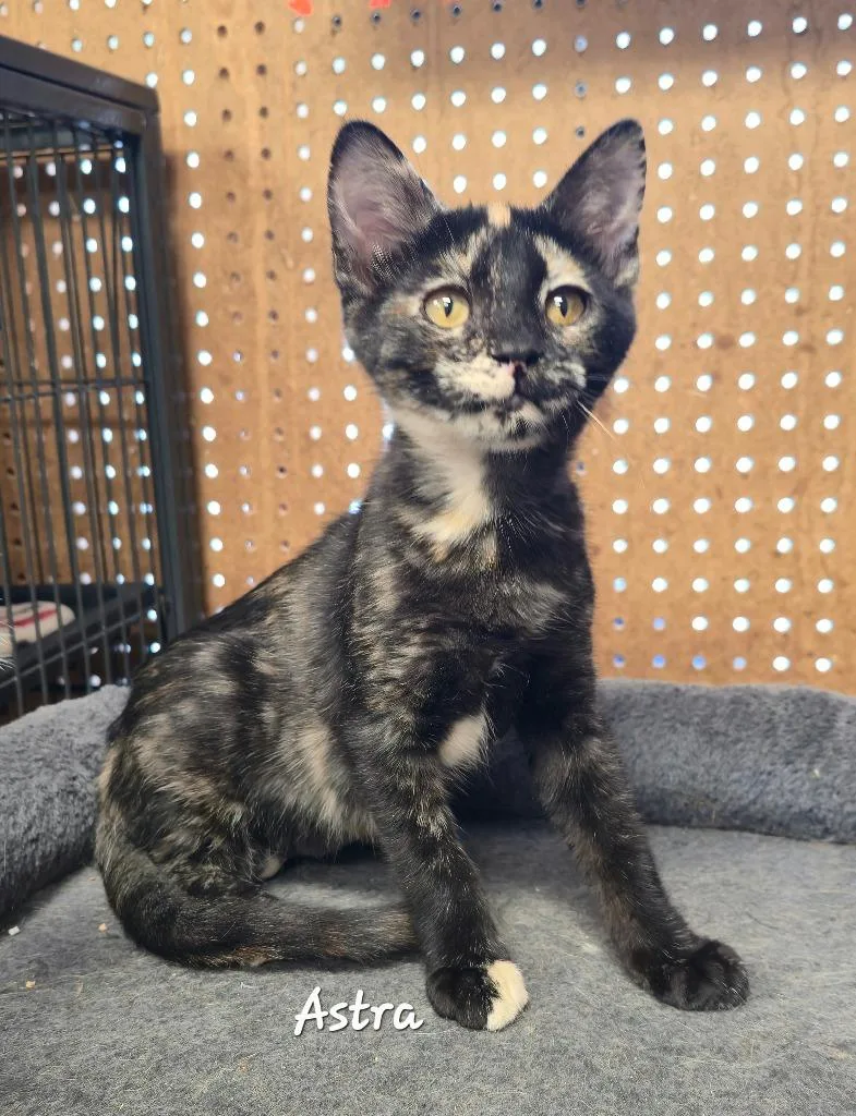 A baby medium-sized female Domestic Short Hair cat named Astra for adoption in Cedar Rapids, IA