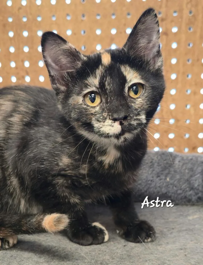 Astra thumbnail 2