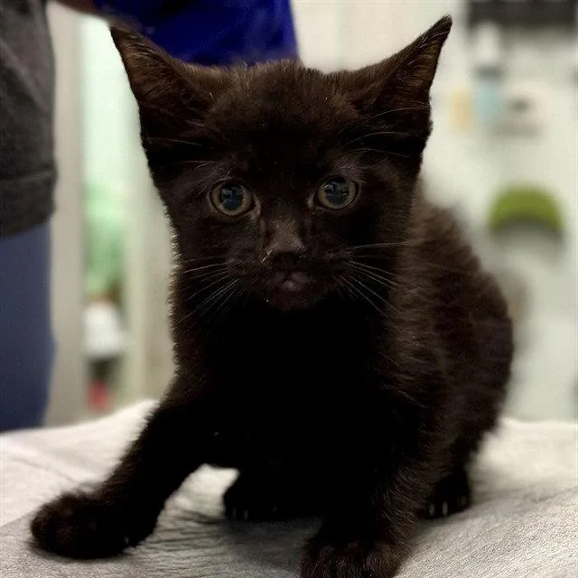 A baby small-sized male Black Domestic Short Hair cat named Leopold for adoption in Tavares, FL