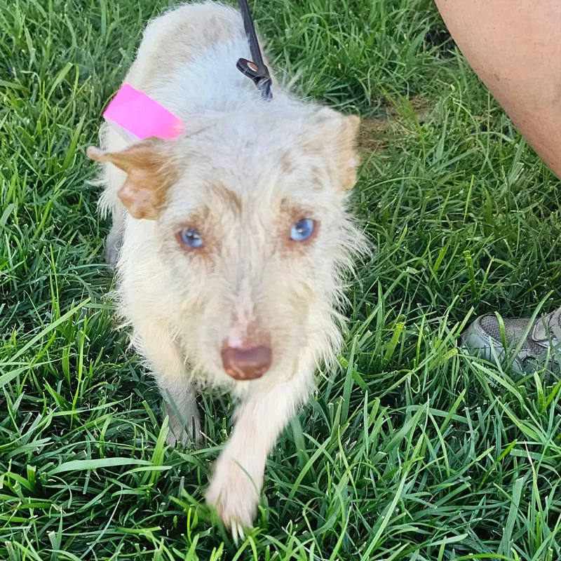 A young small-sized female Jack Russell Terrier dog named Shandy for adoption in Minooka, IL