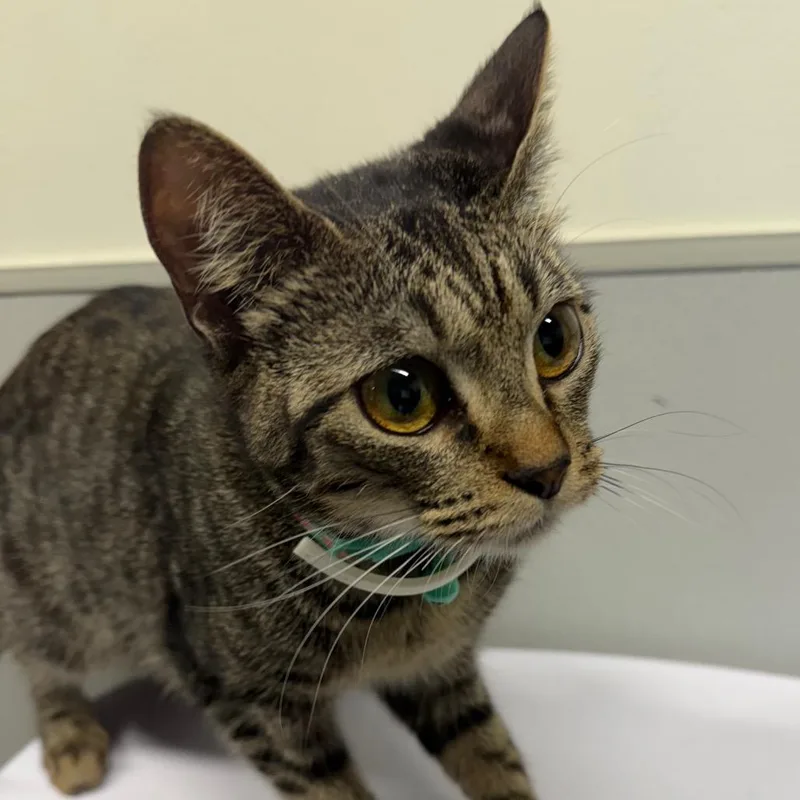 A young medium-sized female Gray / Blue / Silver Domestic Short Hair cat named Elise for adoption in Tampa, FL