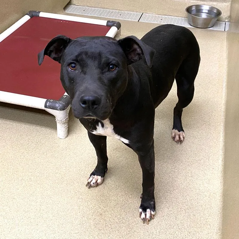 An adult medium-sized female Black Pit Bull Terrier dog named Queenie for adoption in Monroe, GA