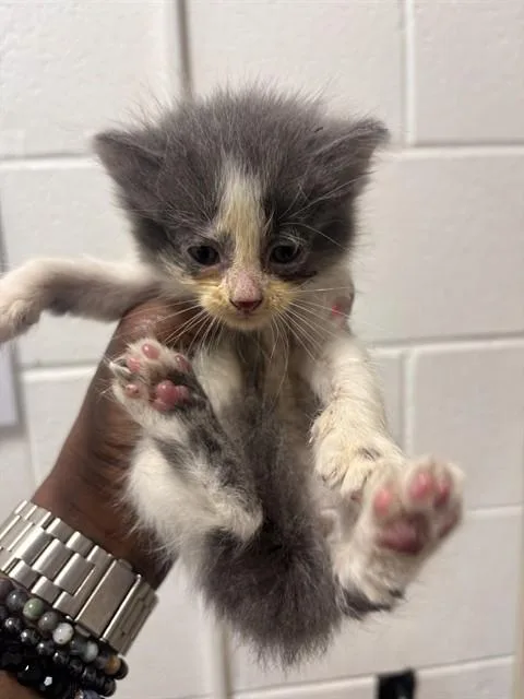 A baby small-sized male Domestic Short Hair cat named Corey for adoption in Upper Marlboro, MD