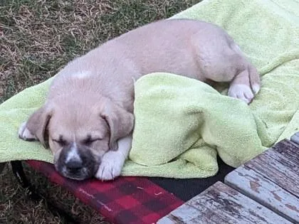 A baby small-sized male Yellow / Tan / Blond / Fawn Great Pyrenees dog named Buttercup for adoption in Atlanta, GA