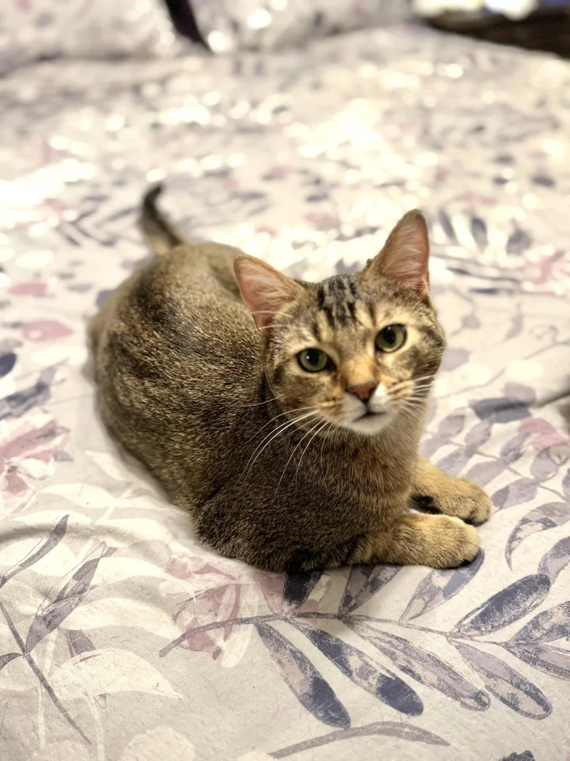 A young medium-sized male Domestic Short Hair cat named Bowie for adoption in Southaven, MS