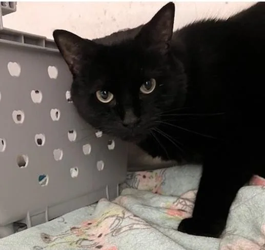 An adult medium-sized male Domestic Short Hair cat named Blanket for adoption in Springfield, MA