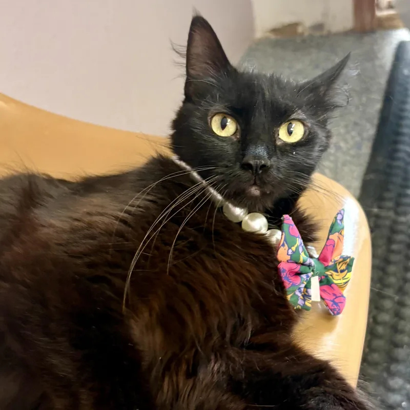 An adult medium-sized female Black Domestic Long Hair cat named Yuki for adoption in Charles City, IA