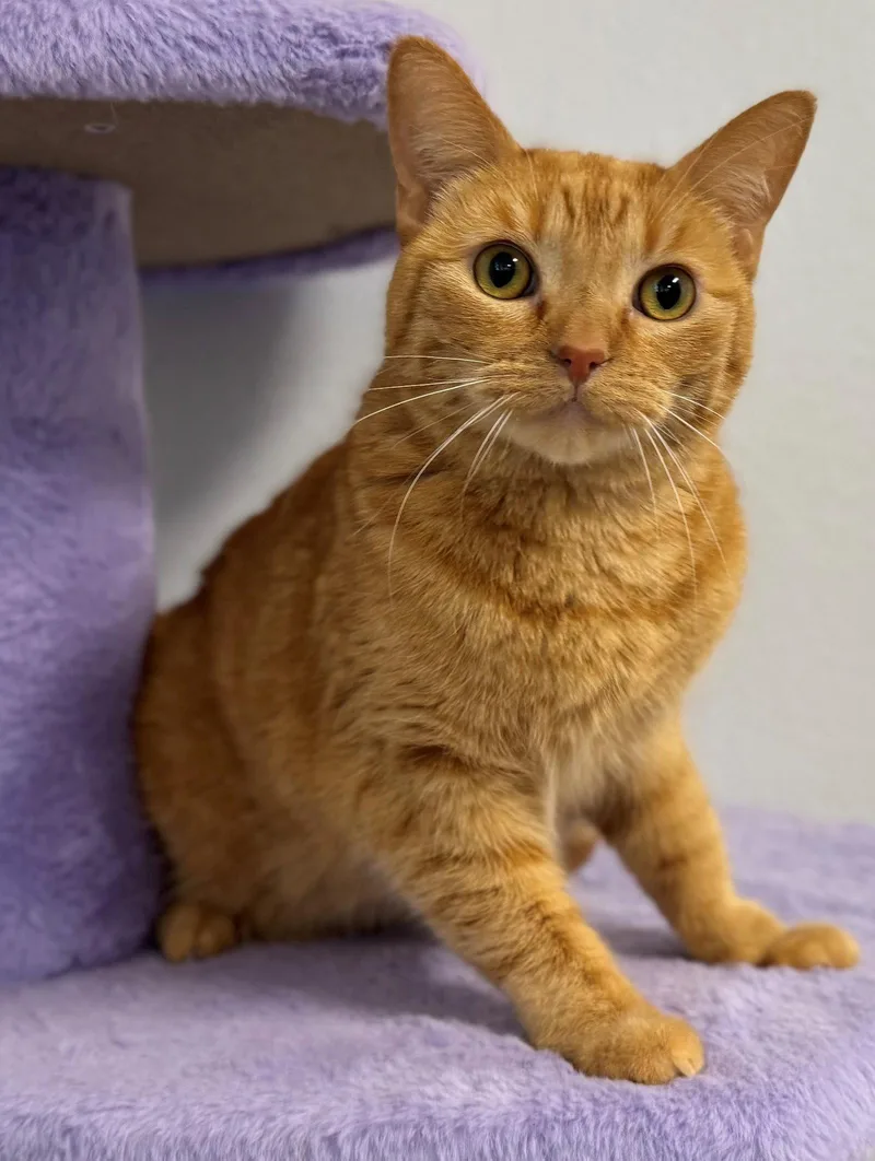 An adult medium-sized female Tabby cat named Bubbles for adoption in Palo Alto, CA