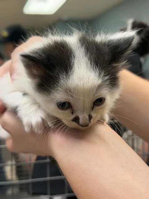 A baby small-sized male Domestic Long Hair cat named Edd for adoption in Riverside, CA