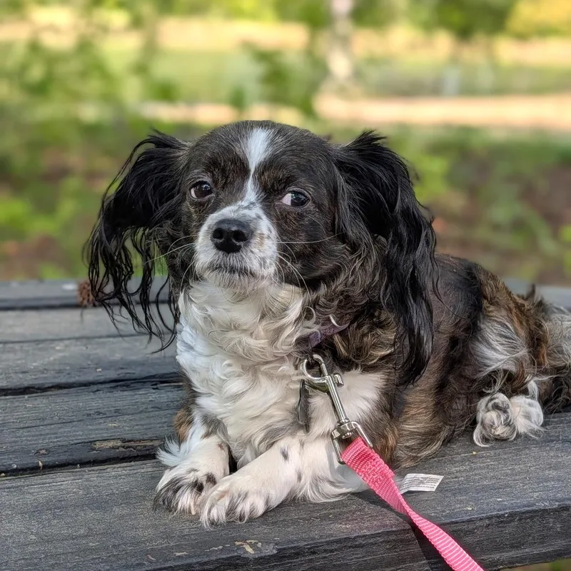 An adult small-sized female White / Cream Papillon dog named Stella Bella Boo for adoption in Tyrone, GA