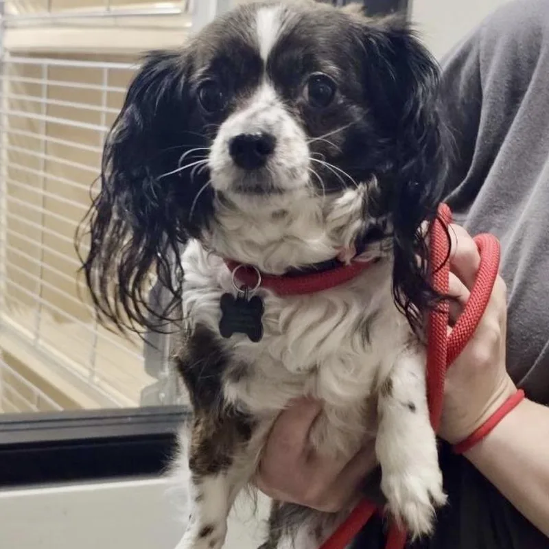 Stella Bella Boo thumbnail 2