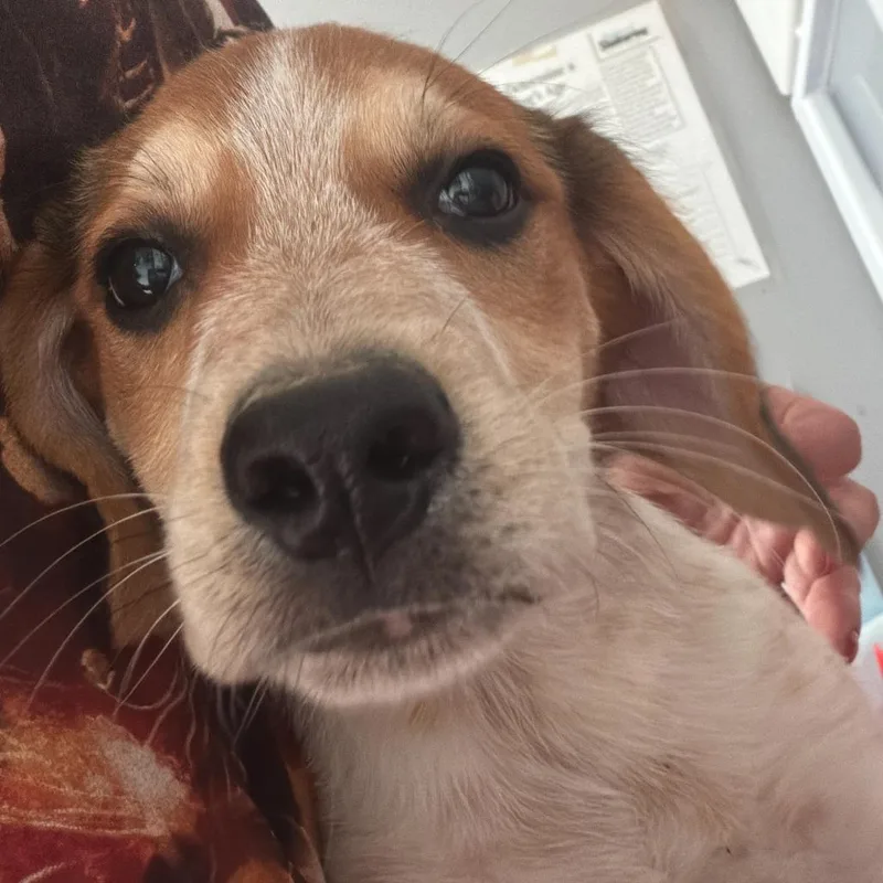 A baby small-sized male White / Cream Beagle dog named Duke for adoption in Oak Hill, WV