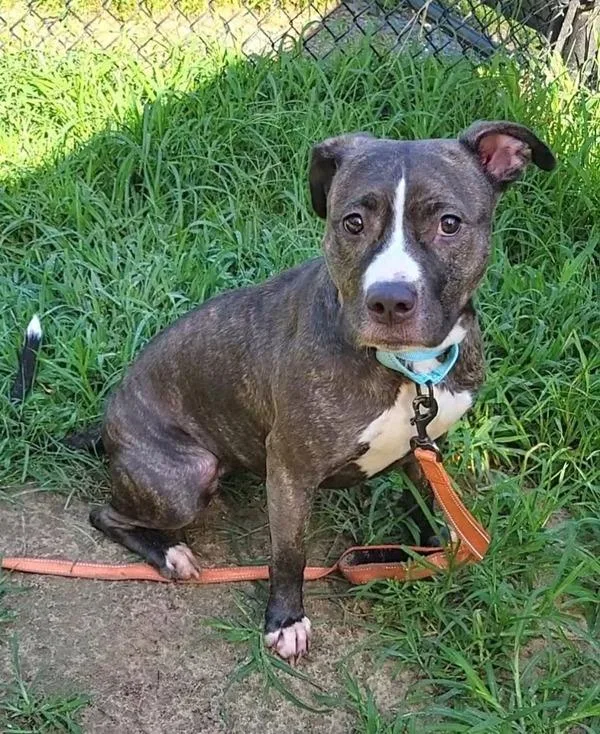 An adult medium-sized female Pit Bull Terrier dog named Bambi for adoption in Millersville, MD