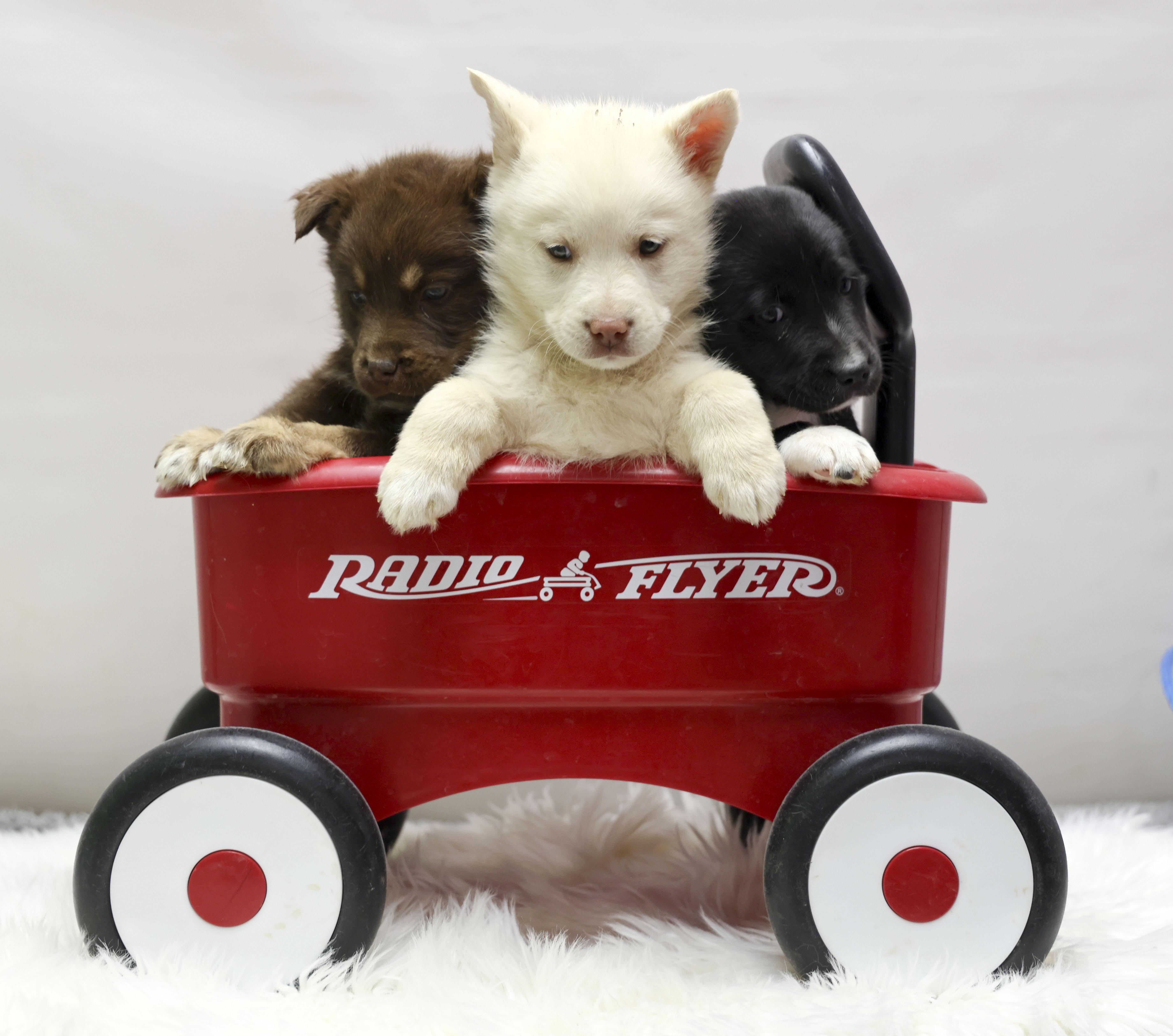 A baby medium-sized female Black Border Collie dog named The Gorgeous Girls Litter for adoption in Casa Grande, AZ