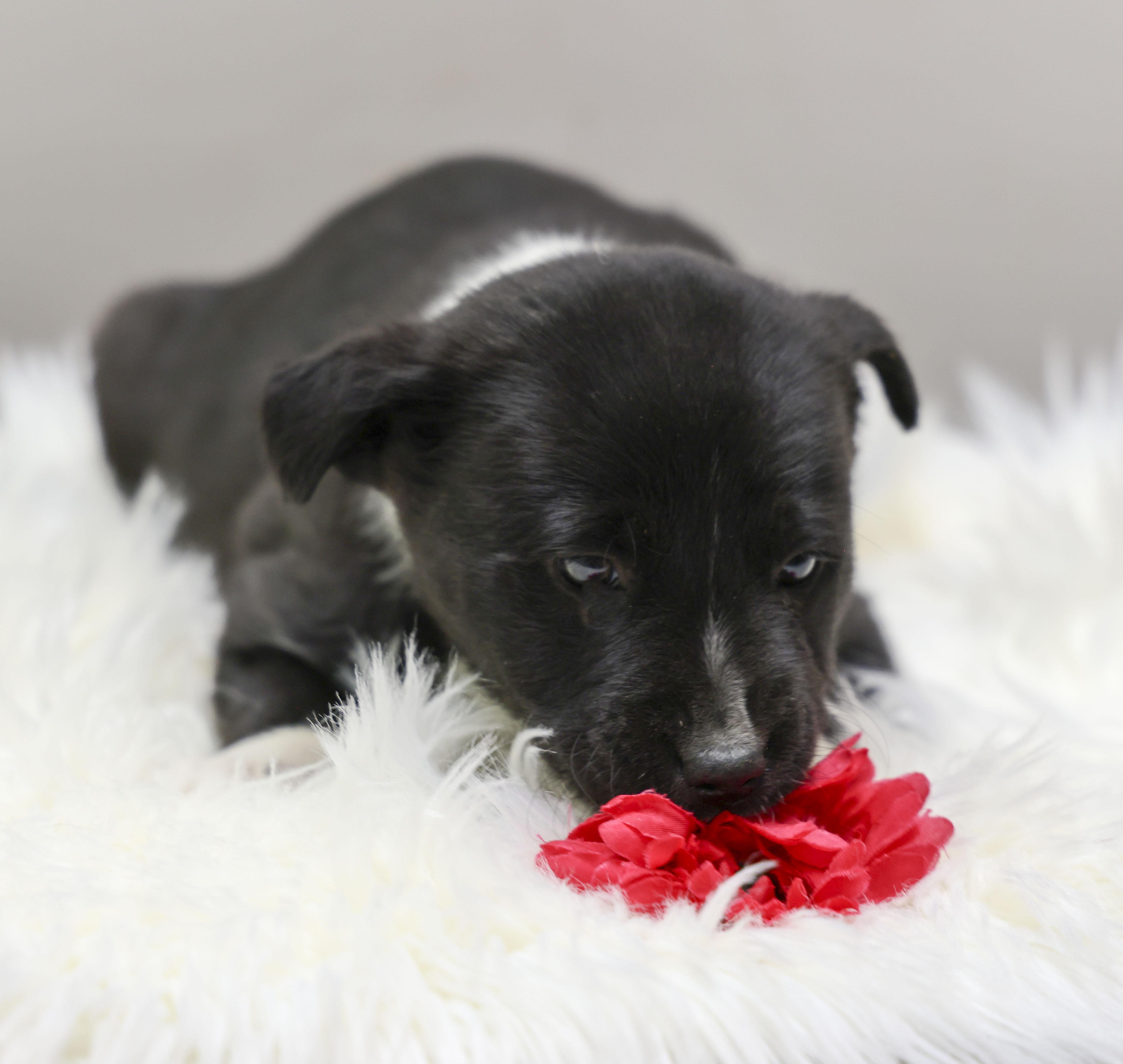 The Gorgeous Girls Litter thumbnail 2