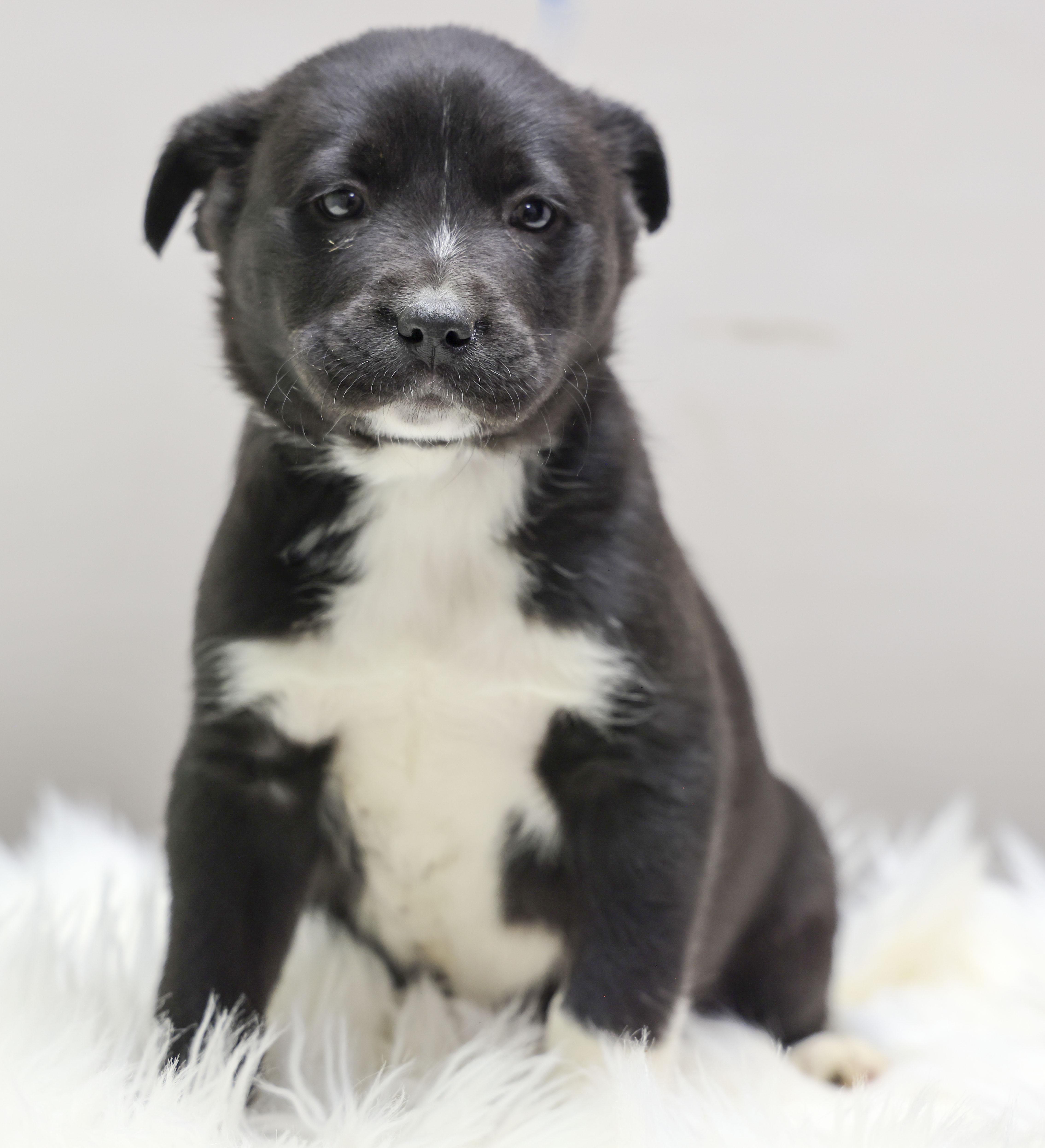 The Gorgeous Girls Litter thumbnail 3