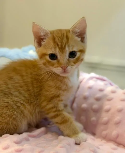A baby medium-sized female Orange / Red Domestic Short Hair cat named Caramel for adoption in Wayne, NJ