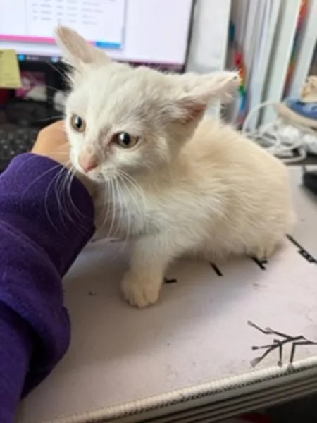 A baby small-sized female Domestic Short Hair cat named Miyuki for adoption in Morristown, TN