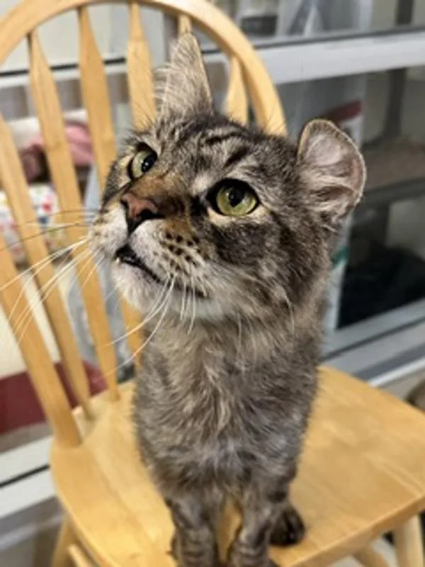 Crinkle Cut Potato