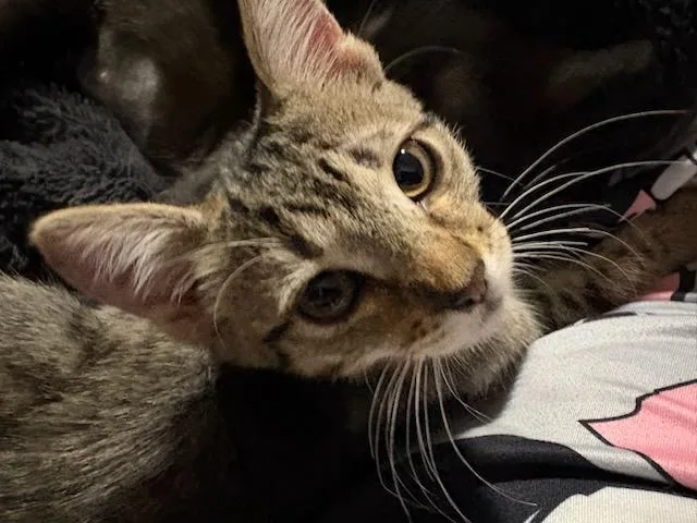 A baby small-sized male Tabby (Gray / Blue / Silver) Domestic Short Hair cat named Finch for adoption in Youngtown, AZ